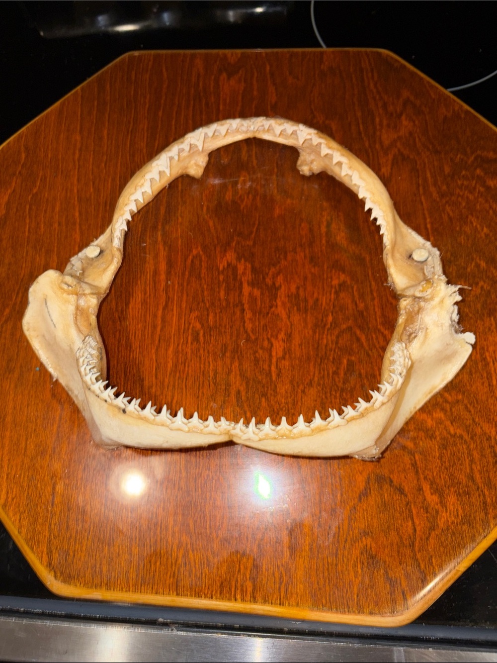 Mounted Shark Jaw